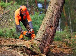 How Our Tree Care Process Works  in  Frazeysburg, OH